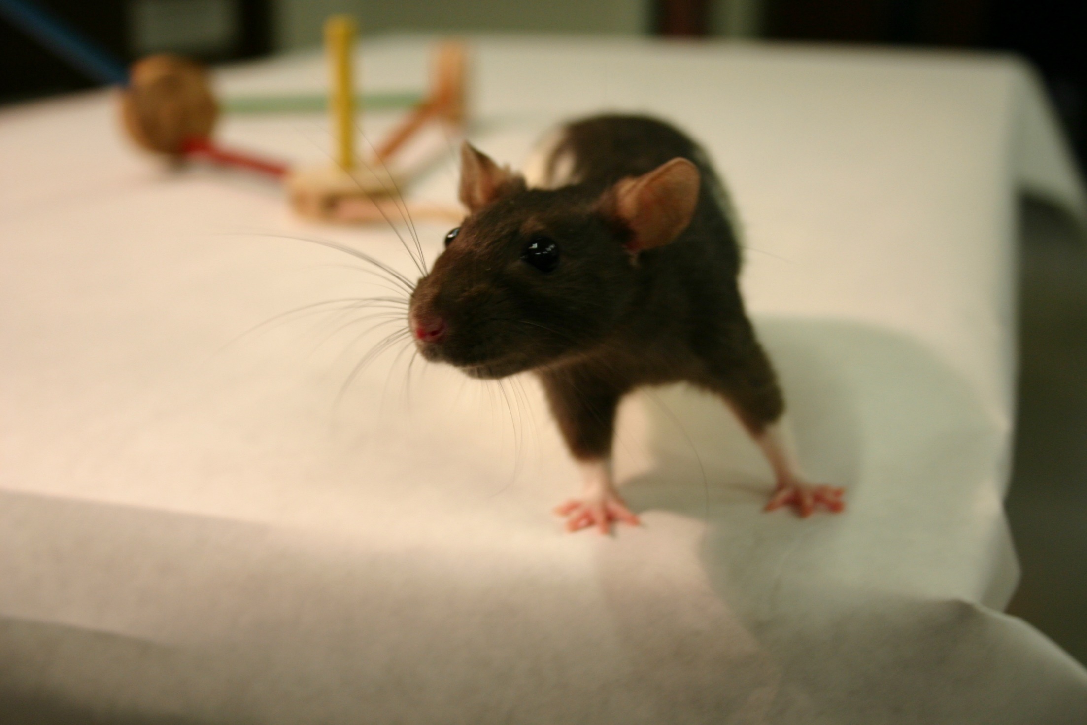 Rat whisker sensor